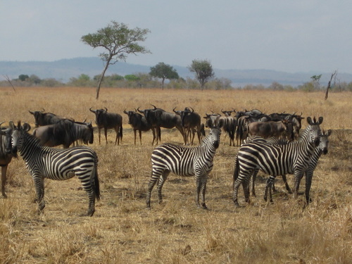 zebras and buffalos