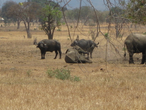 "umgeschubster" Elefant