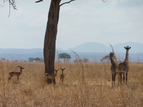 baby giraffs and impalas