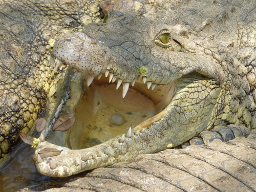 Krokodil im Snake Park